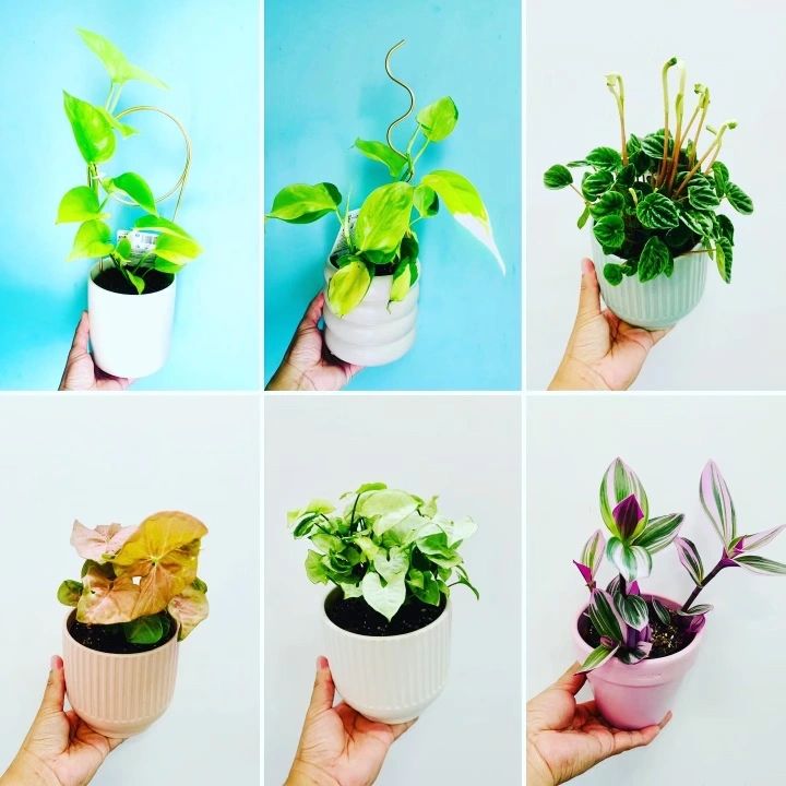 Indoor Plants and Pots